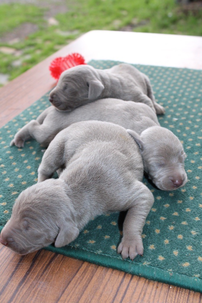 Rémi Marin - Chiots disponibles - Braque de Weimar
