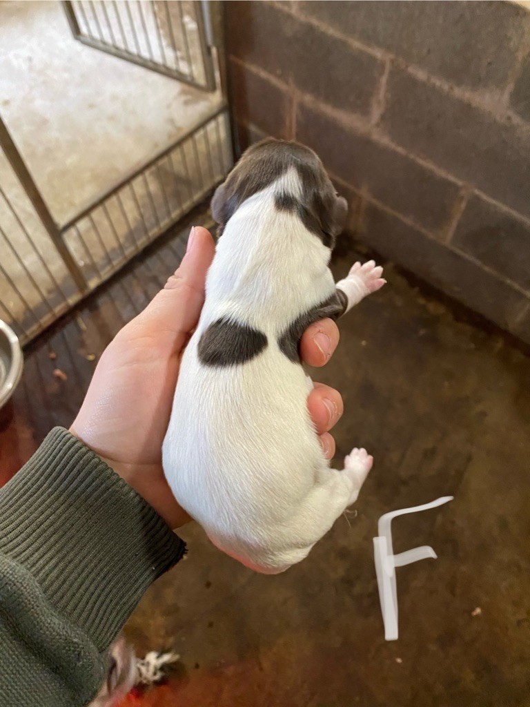 Rémi Marin - Chiots disponibles - Petit Epagneul de Münster