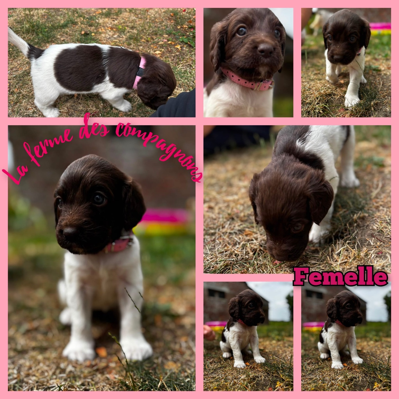 Rémi Marin - Chiots disponibles - Petit Epagneul de Münster