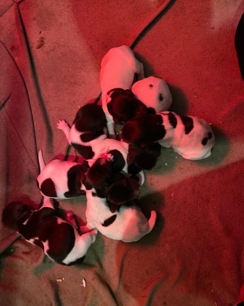 Chiot Petit Epagneul de Münster Rémi Marin