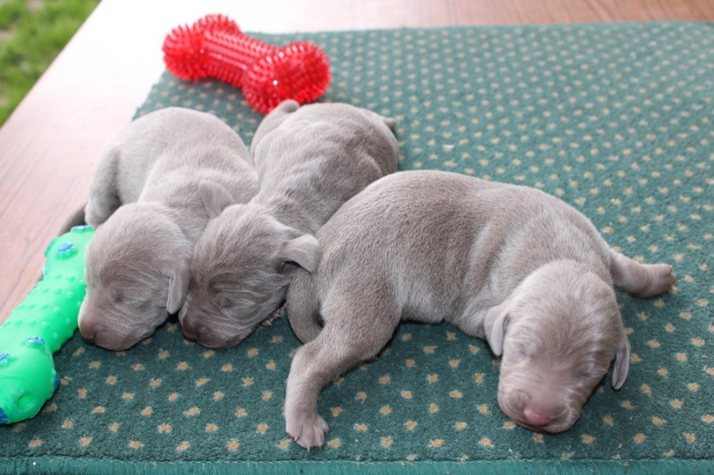 Rémi Marin - Chiots disponibles - Braque de Weimar