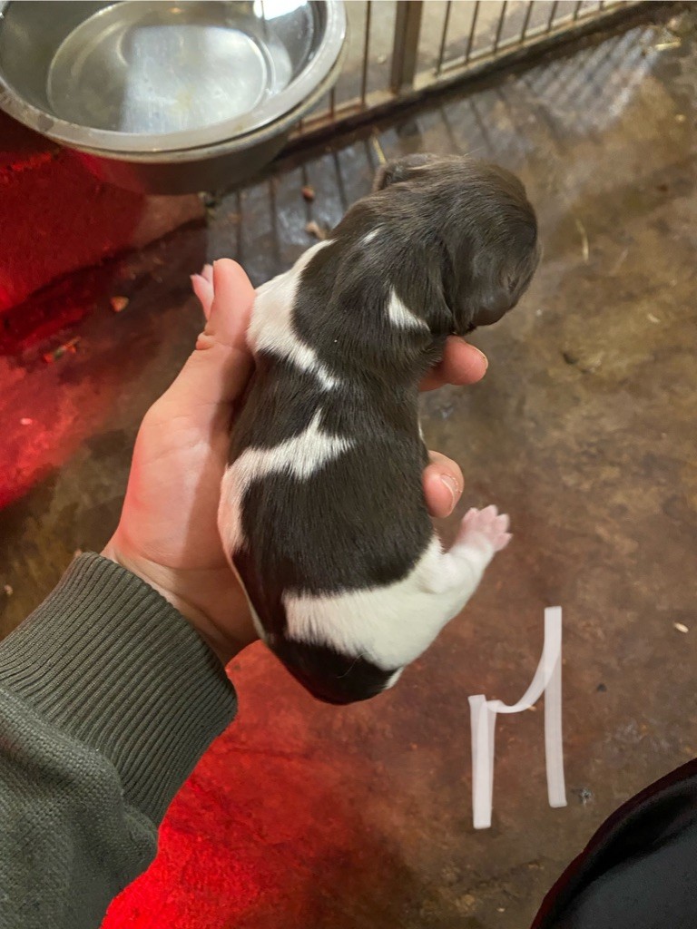 Rémi Marin - Chiots disponibles - Petit Epagneul de Münster
