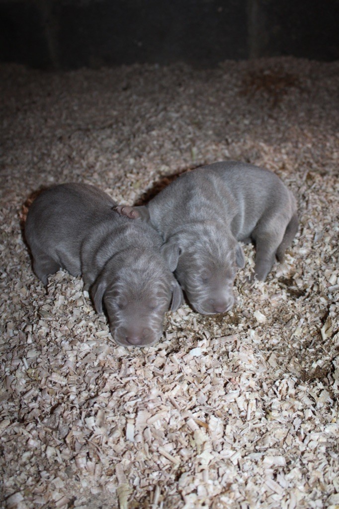 Rémi Marin - Chiots disponibles - Braque de Weimar