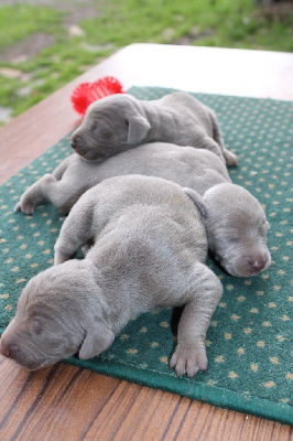CHIOT 7