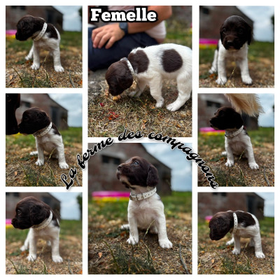 Chiot N°4