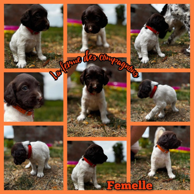 Chiot N°5