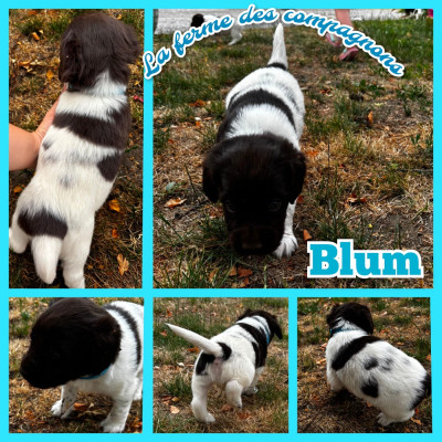 Blum