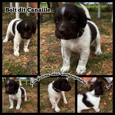 Bolt dit Canaille