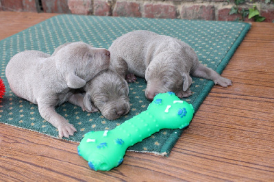 CHIOT 8
