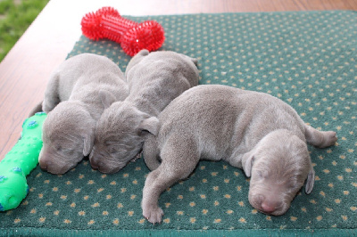 CHIOT 9