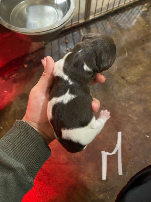 CHIOT 2
