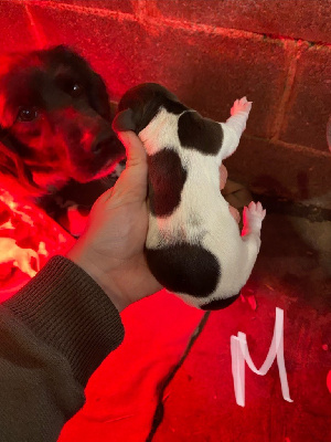 CHIOT 1