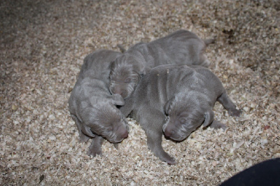 CHIOT 2