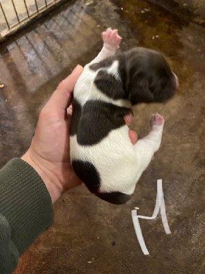 CHIOT 3