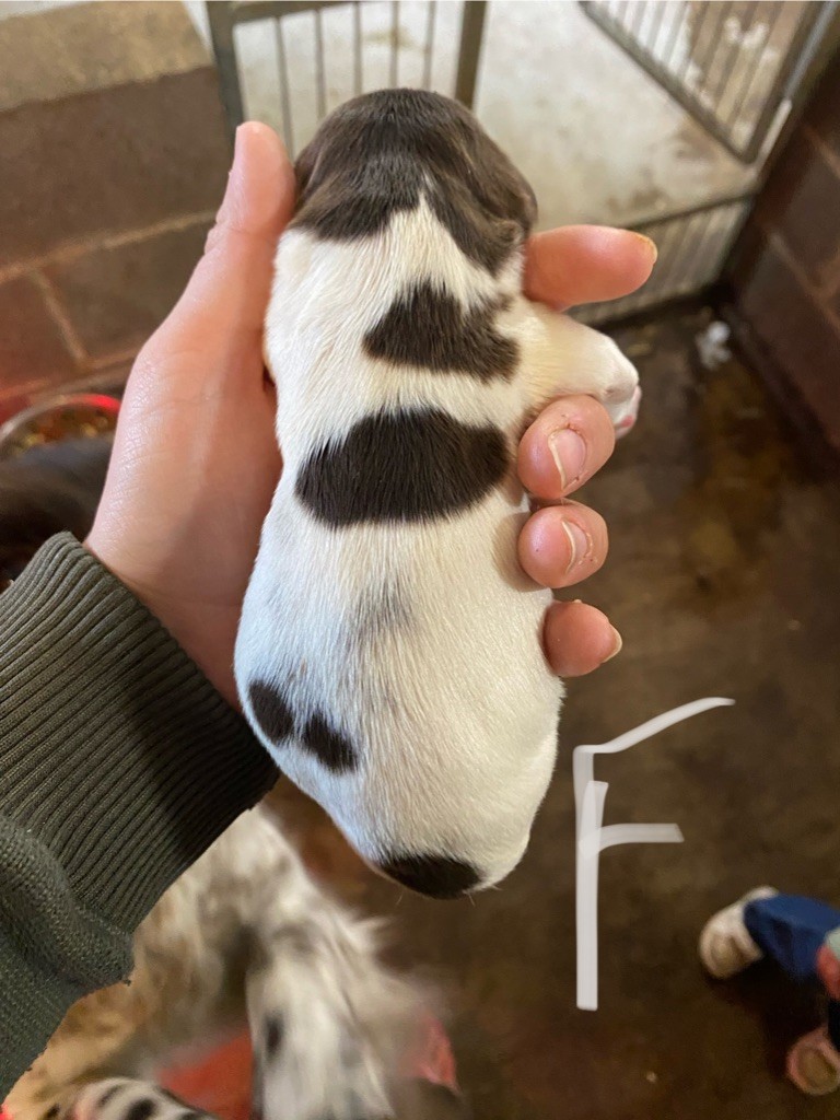 Rémi Marin - Chiots disponibles - Petit Epagneul de Münster
