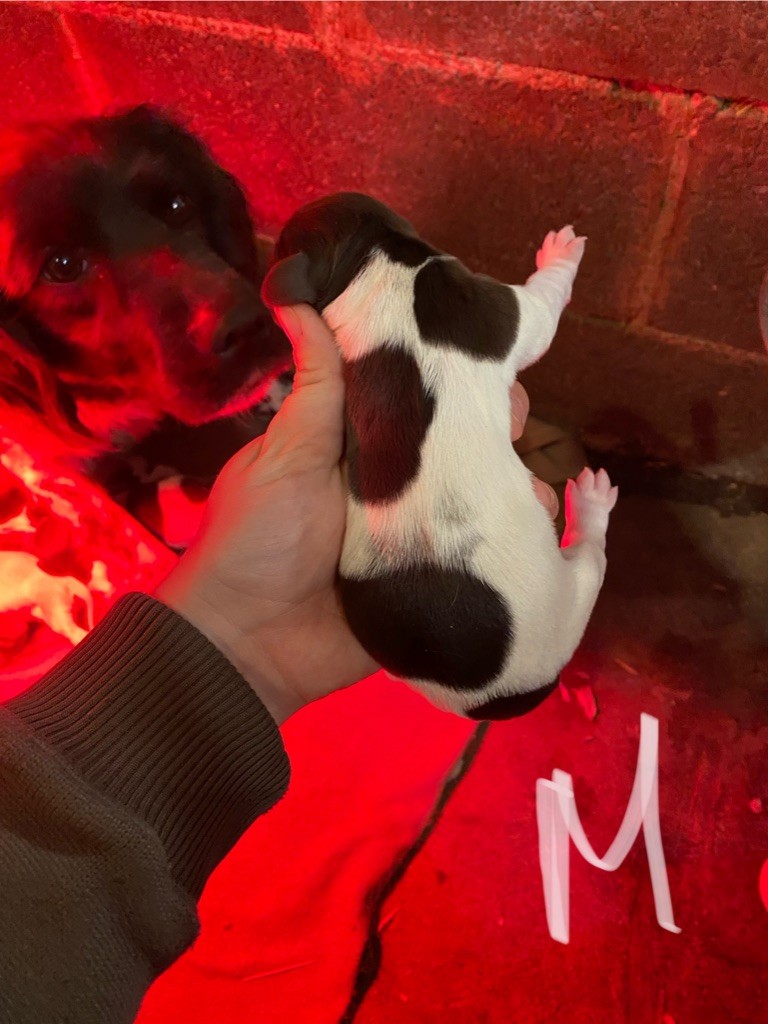 Rémi Marin - Chiots disponibles - Petit Epagneul de Münster