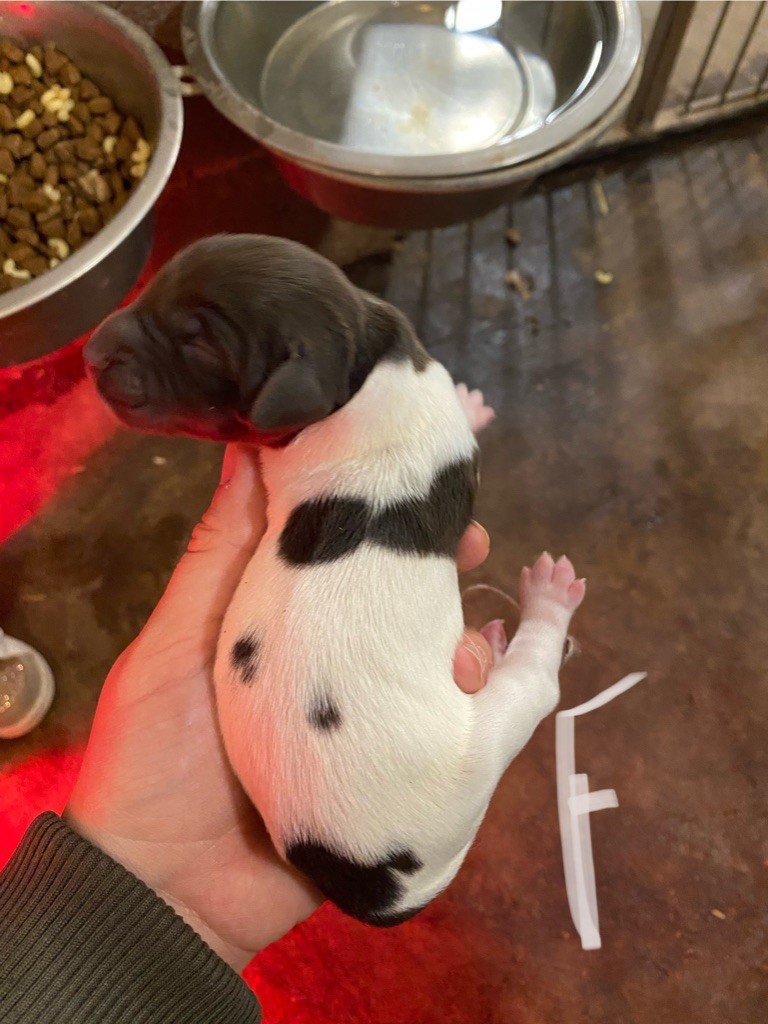 Rémi Marin - Chiots disponibles - Petit Epagneul de Münster