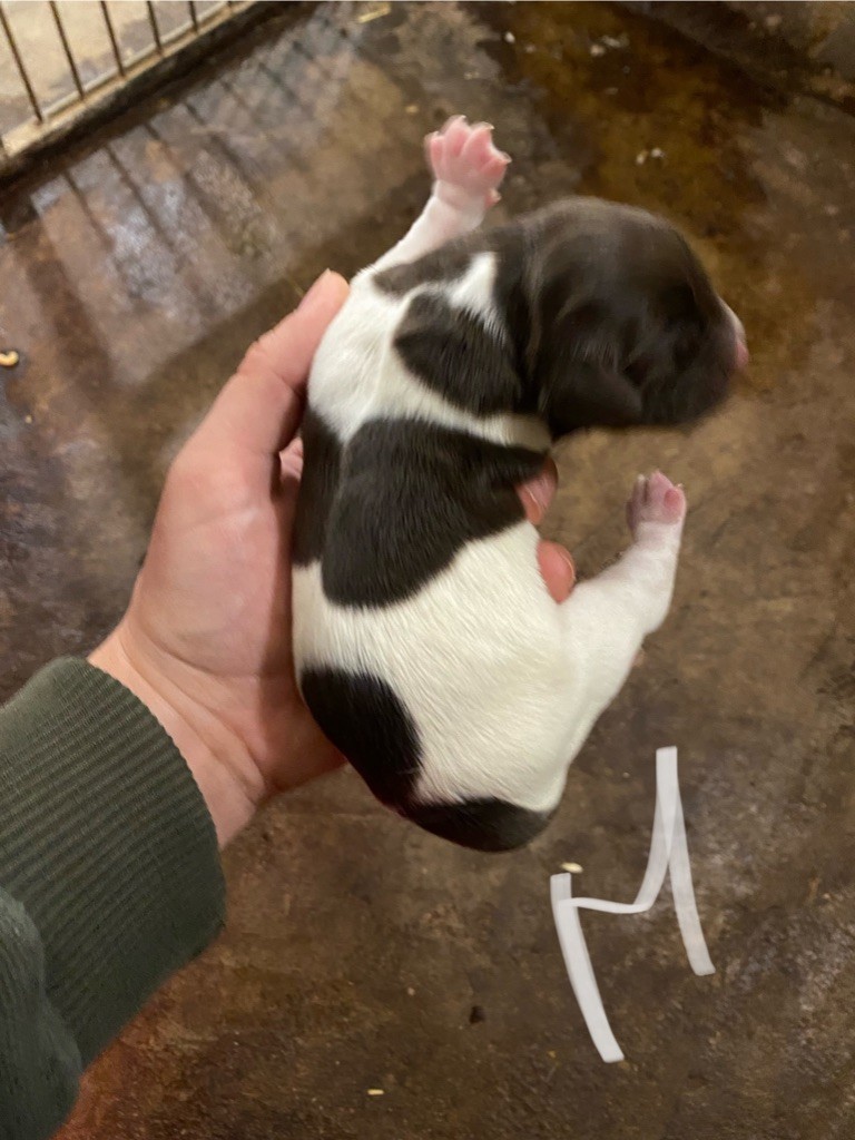 Rémi Marin - Chiots disponibles - Petit Epagneul de Münster