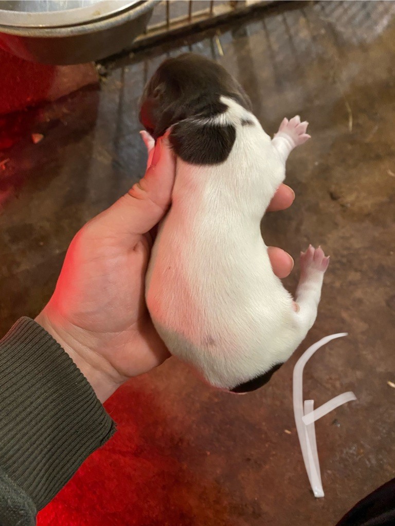 Rémi Marin - Chiots disponibles - Petit Epagneul de Münster